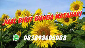 Bunga matahari ini merupakan tumbuhan bunga yang berasal dari negara meksiko, negara peru, negara amerika serikat, dan menyebar luas keseluruh dunia. Jual Bibit Bunga Matahari Home Facebook