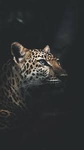 Animals Wallpaper Iphone Leopard Wallpaper Jaguar Animal Animal Wallpaper