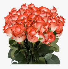 We did not find results for: Order Long Stem White Roses With Dark Pink Tips Orange Colour Rose Flowers Hd Png Download Transparent Png Image Pngitem