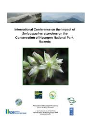 Image result for Sericostachys scandens