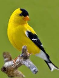 Small Birds That Look Like Cardinals 37yellow Cardinal Birds Cardinal Birds Birds Beautiful Birds