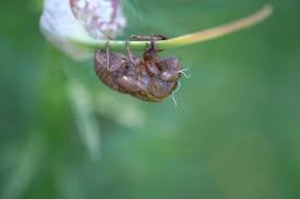 Image result for Exotheca