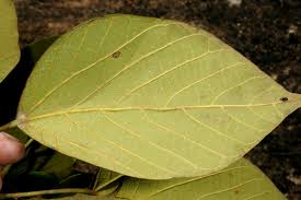 Image result for Macaranga capensis