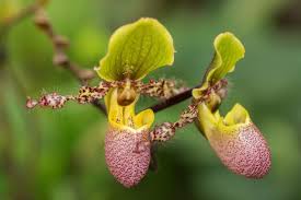 Image result for Paphiopedilum