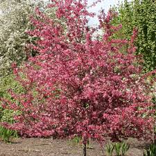 Provides winter interest flowering tree. Malus Royal Raindrops Flowering Crabapple Estabrook S