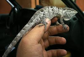 Image result for Polychrus liogaster