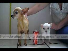 Generally, the height ranges between 15 and 23 cm (6 and 9 in); Regular Chihuahua Vs Teacup Chihuahua Full Grown The Fall Of A Myth Youtube