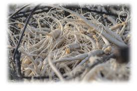 C'est dans le bassin parisien et en aquitaine que se trouvent les principaux gisements pétroliers de france. Ginseng Frais Bio Millesime 2014 Jardins D Occitanie Producteur De Ginseng Francais