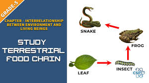 Maybe you would like to learn more about one of these? To Study The Terrestrial Food Chain Class 5 Youtube