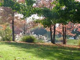 Christian peyron s'appuie contre l'écorce liégeuse du quercus x kewensis. Sous Le Soleil D Automne Le Jardin Du Bois Marquis Le Pouvoir Des Fleurs