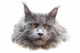 As a maine coon cat breeder we prefer to place maine coon kittens locally, but will ship. Mountain Maine Coons Home