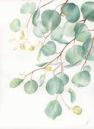 Eucalyptus Leaves Ed 1 Of 50 By