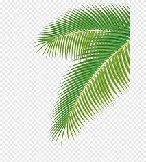 أوراق النخيل ليف أشجار Png