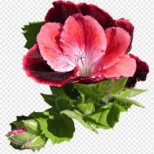 Browse our collection, watch videos and buy pelargoniums online. Geraniums Regal Pelargonium Annual Plant Hibiscus Pelargonium Herbaceous Plant Annual Plant Flower Png Pngwing