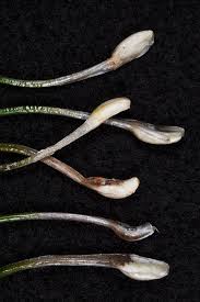 Image result for Isoetes schweinfurthii