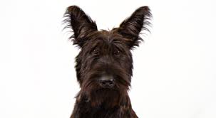 Berger picard is an ancient french herding dog breed. Everything About Your Berger Picard Luv My Dogs