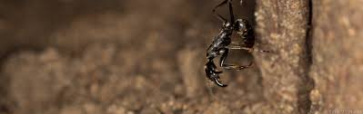In the past, it would be very hard to do without isolating the main nest site and then directly treating it. No Ants Left Behind Why Do Ants Rescue Their Injured Mates