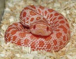 Electric Albinopink Pastel Albino Hognose Credit Dan Eby