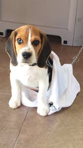 Mustafa Kasikara Adli Kullanicinin My Beagle Panosundaki Pin Goruntuler Ile