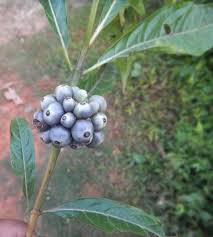 Image result for Morinda angolensis