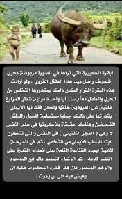 هذه هي الأغلال In 2020 Ale