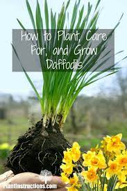 How To Plant Care For And Grow Daffodils Planting Daffodil Bulbs Daffodils Planting Daffodil Gardening