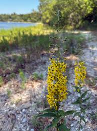 Image result for Lysimachia