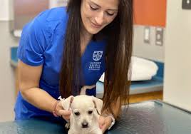 Fathul al ary 2 years ago. Duda Pujaan Dara Episod 6 Kepala Bergetar