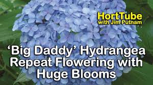 Now it's easier to find great businesses with recommendations. Big Daddy Hydrangea Repeat Flowering With Huge Blooms Youtube