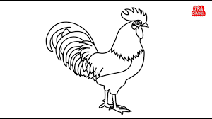 Sebagian besar ayam dipelihara dan diternakan untuk dimanfaatkan daging. Belajar Menggambar Dan Mewarnai Ayam Jantan Dengan Mudah Youtube