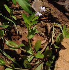 Image result for Lindernia monroi