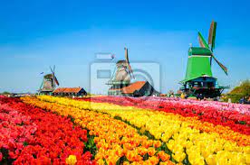 De tulpenroute flevoland laat je dwars door de kleurrijke omgeving van dronten, swifterbant, lelystad, zeewolde en almere rijden. Landschaft Mit Tulpen In Zaanse Schans Niederlande Europa Fototapete Fototapeten Tour Tourismus Wassermuhle Europa Myloview De