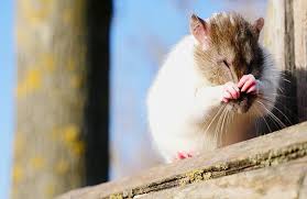 S'il est difficile de retrouver l'origine précise de la vidéo, il n'en demeure pas moins qu'à partir de sa diffusion sur la plateforme reddit. 6 Bonnes Raisons D Adopter Un Rat Depuis Mon Hamac