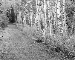 Black And White Woods Picture Birch Trees Photography Black And White Art Photo Print Forest Woods Picture Large Paper Canvas Wall Decor 8x10 11x14 16x20 20x30 24x36 Black White Landscape Picture On Wood Tree Photography