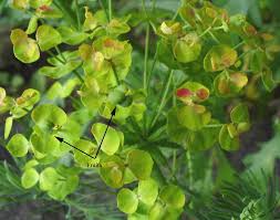 Image result for Euphorbia cyparissioides