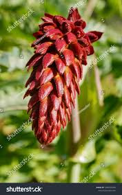 Image result for Melianthaceae