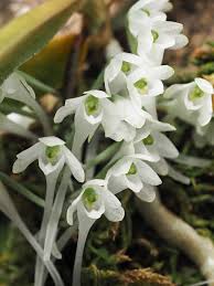 Image result for Diaphananthe