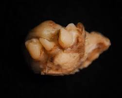 A google ingyenes szolgáltatása azonnal lefordítja a szavakat, kifejezéseket és weboldalakat a magyar és több mint 100 további nyelv kombinációjában. She S Made Of Hair And Bone And Little Teeth