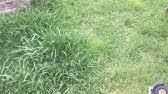 Check spelling or type a new query. Chickitty Doo Doo Organic Fertilizer Youtube