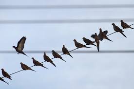 C'est ce qu'on appelle le choeur de l'aube. Pourquoi Les Oiseaux Chantent Si Tot Le Matin