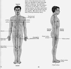 Each of these muscles is a discrete organ constructed of skeletal muscle tissue, blood vessels, tendons, and nerves. Https Www Cartercenter Org Resources Pdfs Health Ephti Library Lecture Notes Nursing Students Ln Human Anat Final Pdf