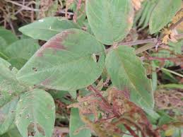 Image result for Desmodium intortum
