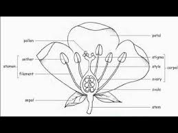 How To Draw Parts Of Flower Parts Of Flower Diagram Parts Of Flower Draw And Label Part Of Flower Youtube