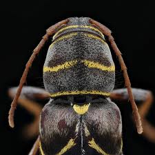 Image result for Buchnera affinis