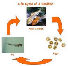 Goldfish Lifecycle Life Cycles Animal Life Cycles Goldfish