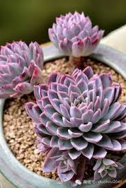 Frequent bloody noses are a nuisance and may be serious. 900 Ideeen Over Echeveria Planten Vetplanten Succulent