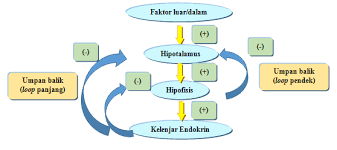 Maybe you would like to learn more about one of these? Http Repository Uinjkt Ac Id Dspace Bitstream 123456789 38258 5 285 29 20bab 20ii 20hormon 20hipotalamus 20dan 20hipofisis Pdf