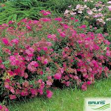 Image result for Spiraea bumalda