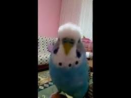 Muhabbet Kusu Mavis Youtube In 2020 Make It Yourself Bird Pets