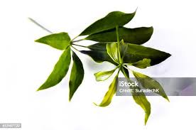 Image result for Araliaceae